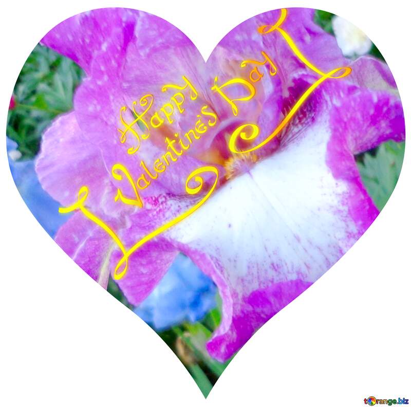 Image for profile picture Beautiful iris flower. №43006