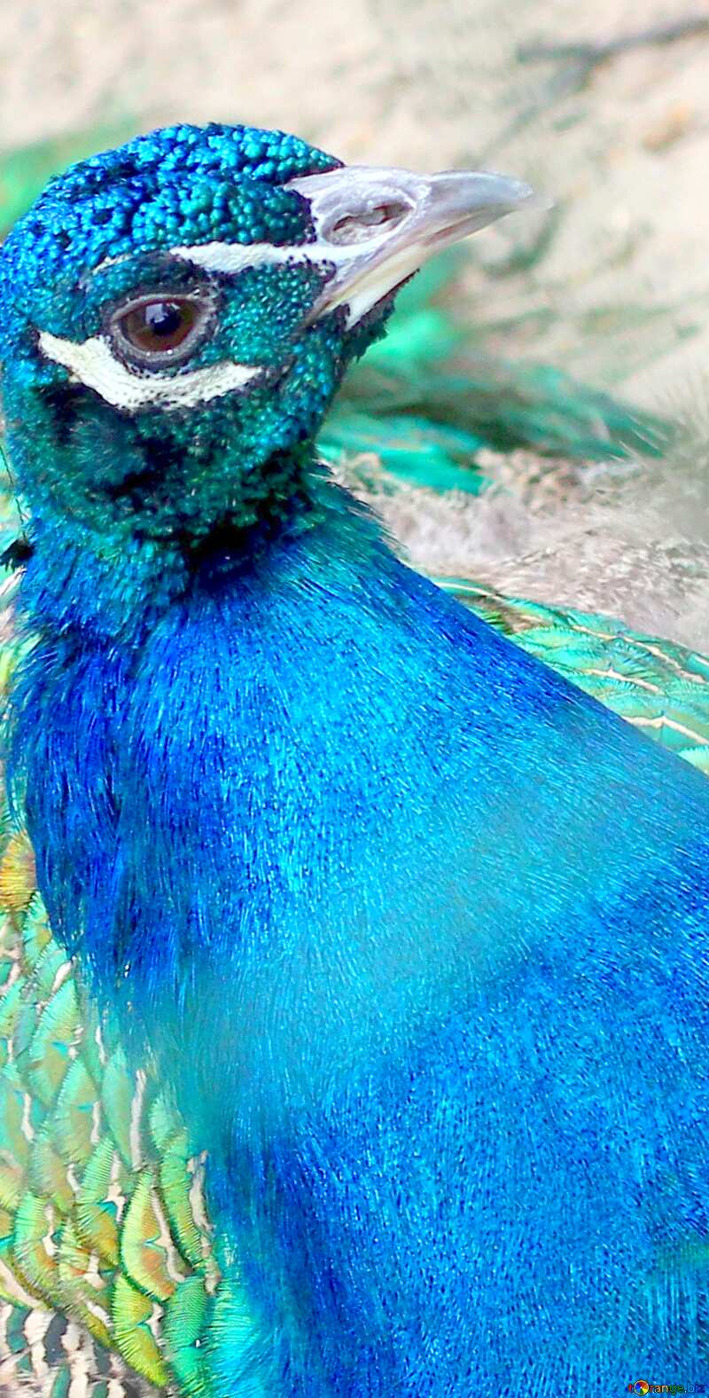 Image for profile picture Bird peacock. №46022