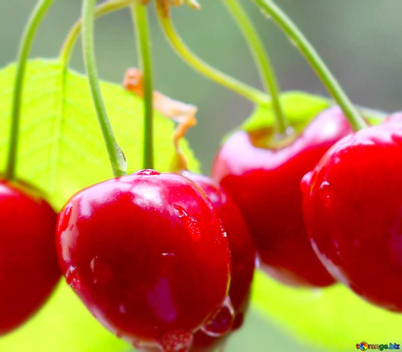 Image for profile picture Cherries on the tree. №46255