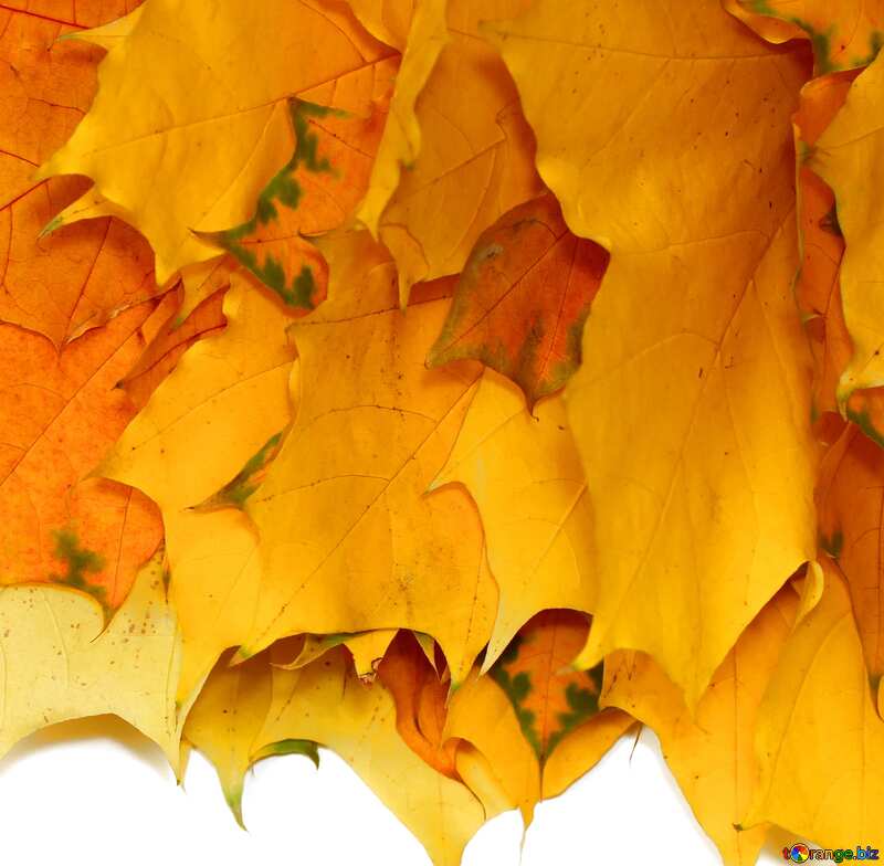 Image for profile picture Yellow autumn leaves isolated. №40870