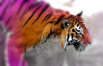 FX №200480 Beautiful tiger blur frame