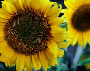 FX №200720 Sunflowers