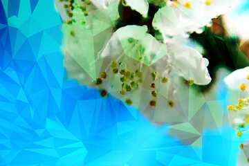 FX №200660 Beautiful spring flower Polygon background with triangles