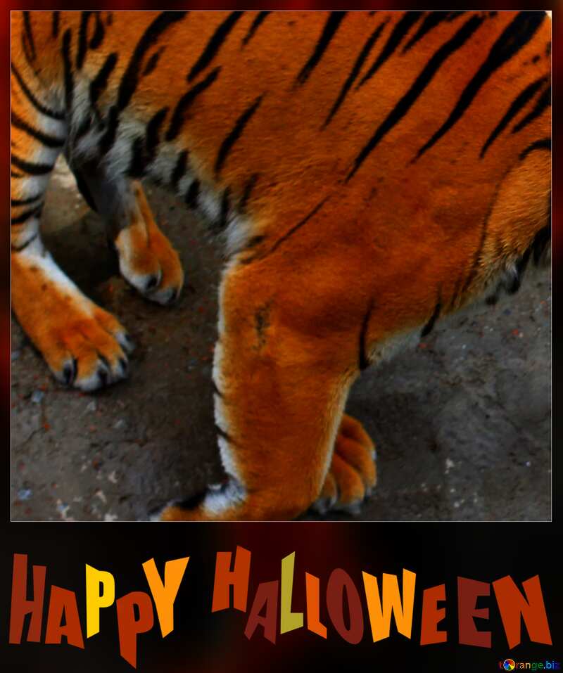 happy halloween tiger frame №45607