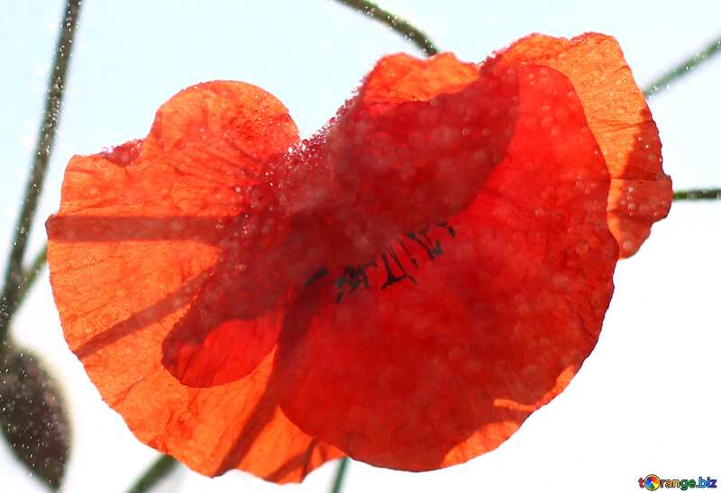 Flower poppy red with no background №37070