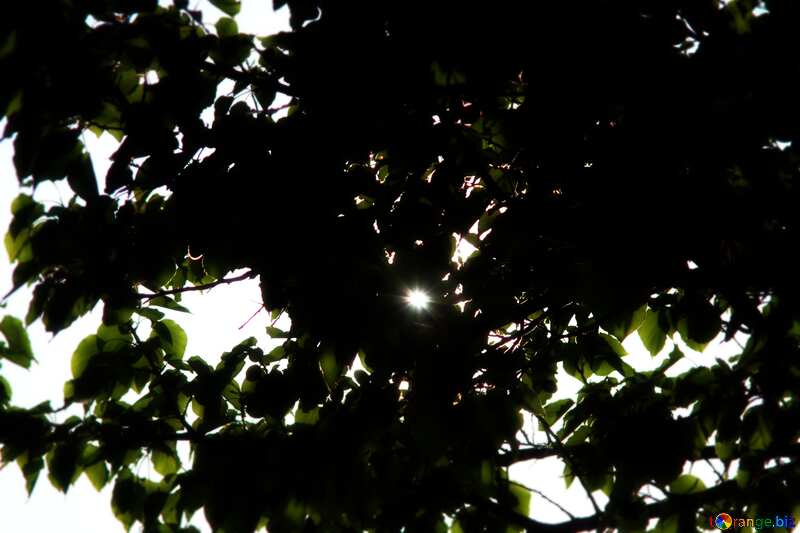 dark forest tree  sunlight through leaves frame blur №1940