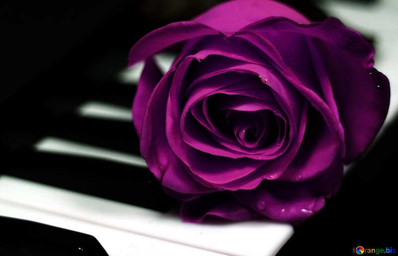 Rose flower music background №7198