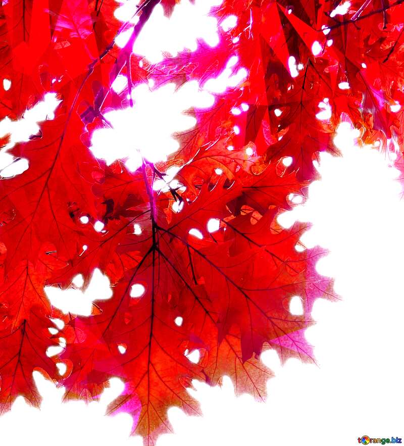 Autumn leaves №28338