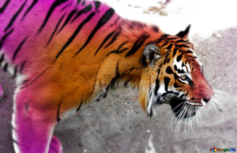 Beautiful tiger blur frame №45607