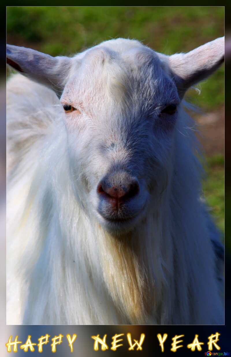 Goat. Hapyy new year  frame №1275
