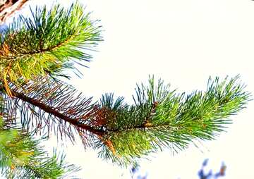 FX №201608 A branch pine tree