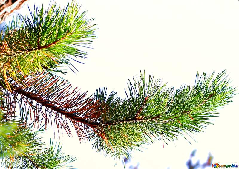 A branch pine tree №38550