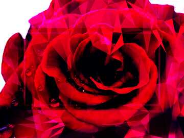 FX №202621 A rose with drops Polygonal abstract geometrical background with triangles