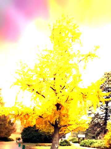 FX №202519 A yellow tree