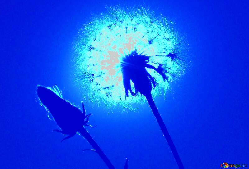 Dandelion flower against the backdrop of the Sun  blue №36973