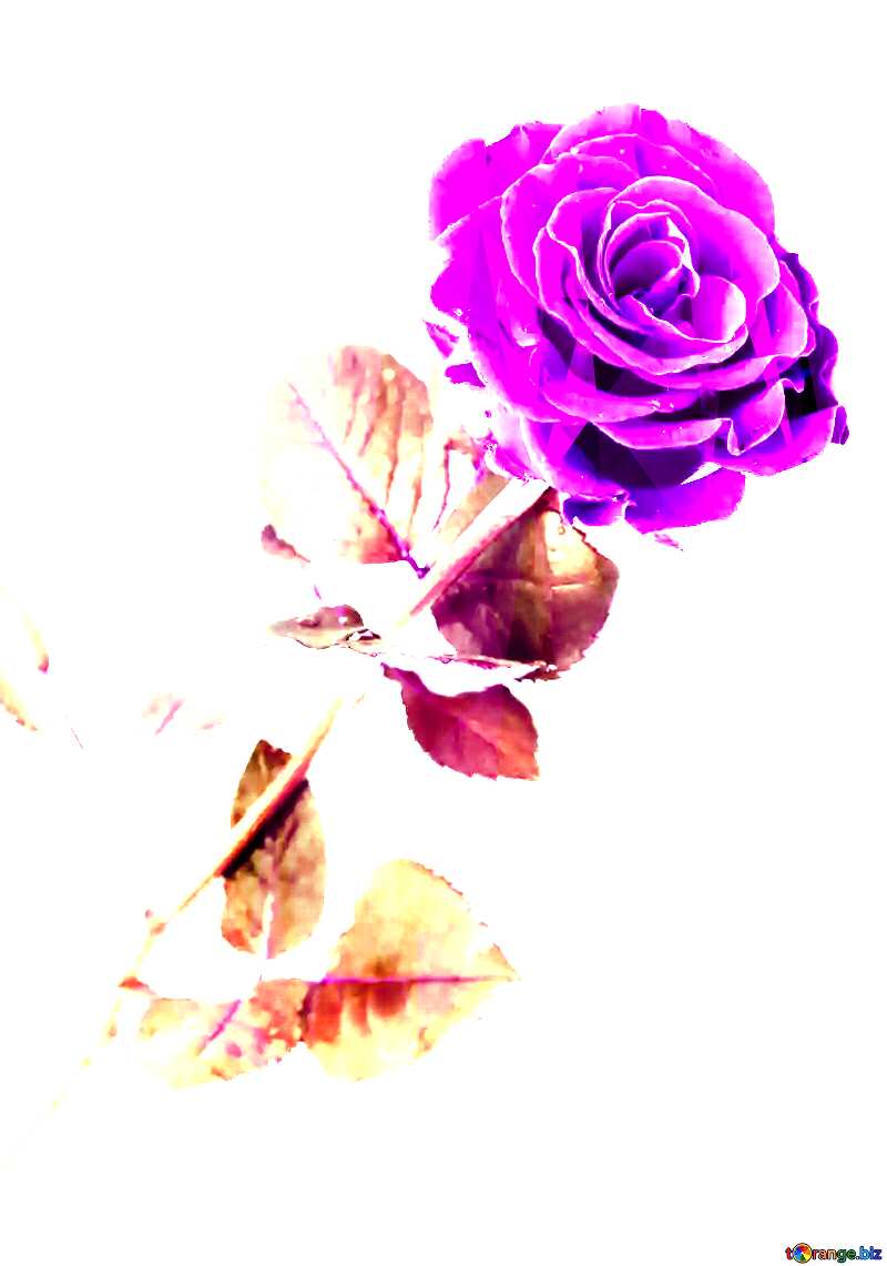 Flower beautiful rose №16891