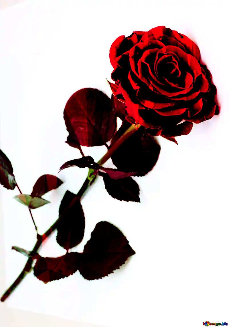 beautiful rose Template №16891