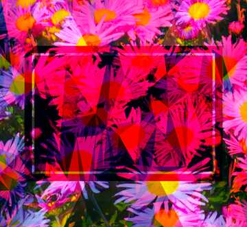 FX №203227 Background chrysanthemums flower