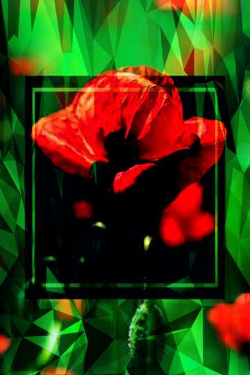 FX №203152 Red poppy flower Polygonal abstract geometrical background with triangles
