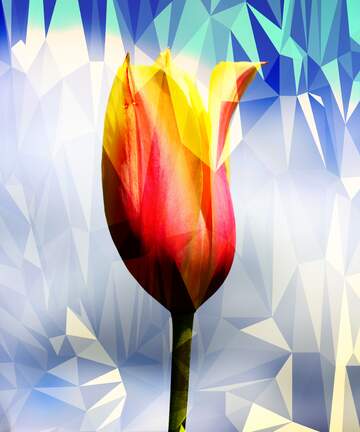 FX №203248 Flower of Tulip Polygonal abstract geometrical background with triangles