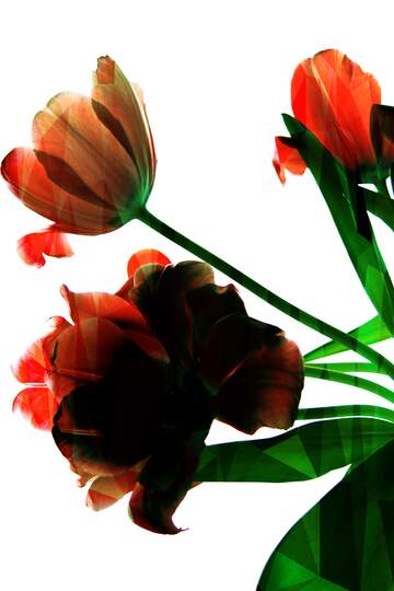 FX №203904 Tulips on white Polygonal abstract geometrical background with triangles