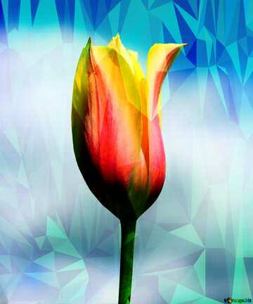 FX №203249 Flower of Tulip Polygonal abstract geometrical background with triangles Spring