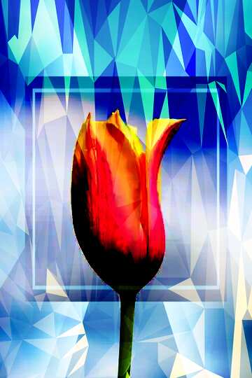 FX №203250 Flower of Tulip Polygonal abstract geometrical background with triangles Template