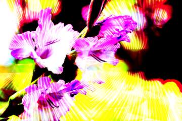FX №203142 Wallpaper desktop flower of gladiolus Polygonal abstract geometrical background with triangles
