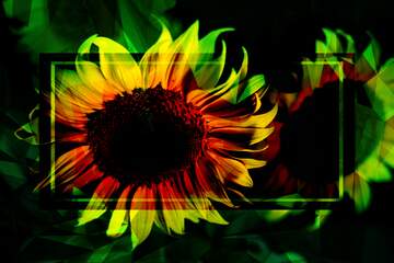 FX №203109 Beautiful flowers of sunflower Polygonal abstract geometrical background with triangles