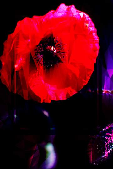 FX №203244 Beautiful background with flower poppy Template