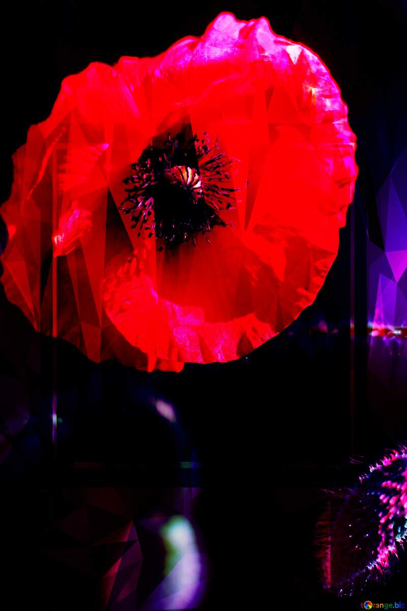 Beautiful background with flower poppy Template №37128