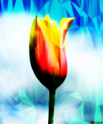 FX №204362 Flower of Tulip Polygonal abstract geometrical background with triangles