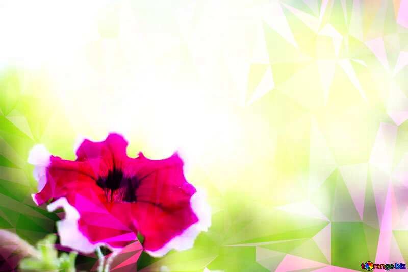 Beautiful flower background №33457