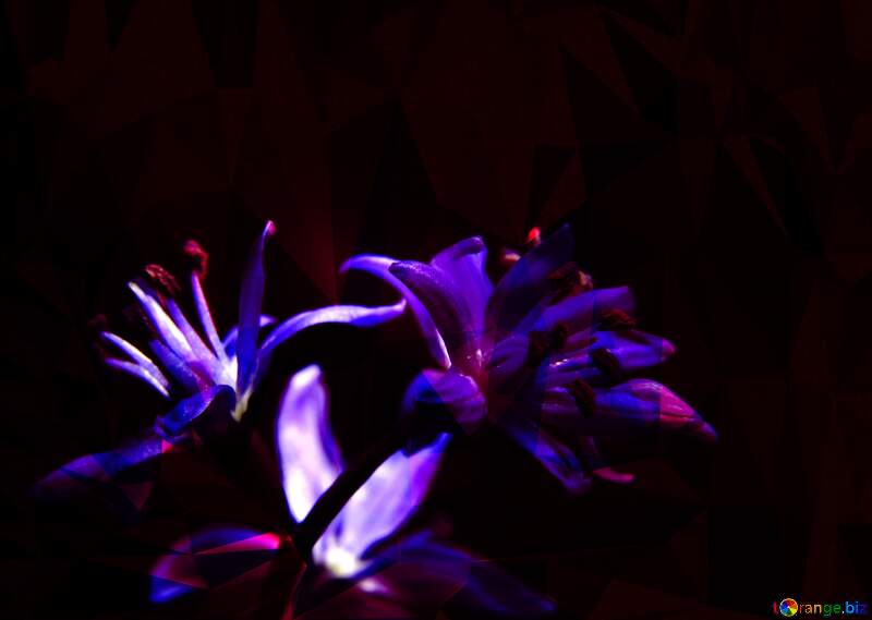 A dark background with flower №39006