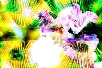 FX №205066 gladiolus flower Lights lines curves pattern Polygonal abstract geometrical background with...