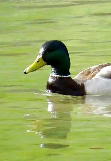 FX №205582 Duck swims