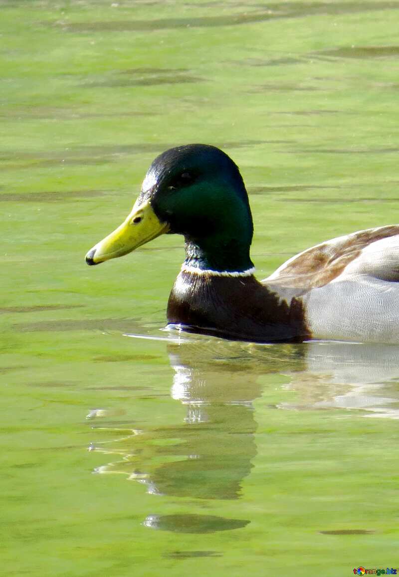 Duck swims №31353