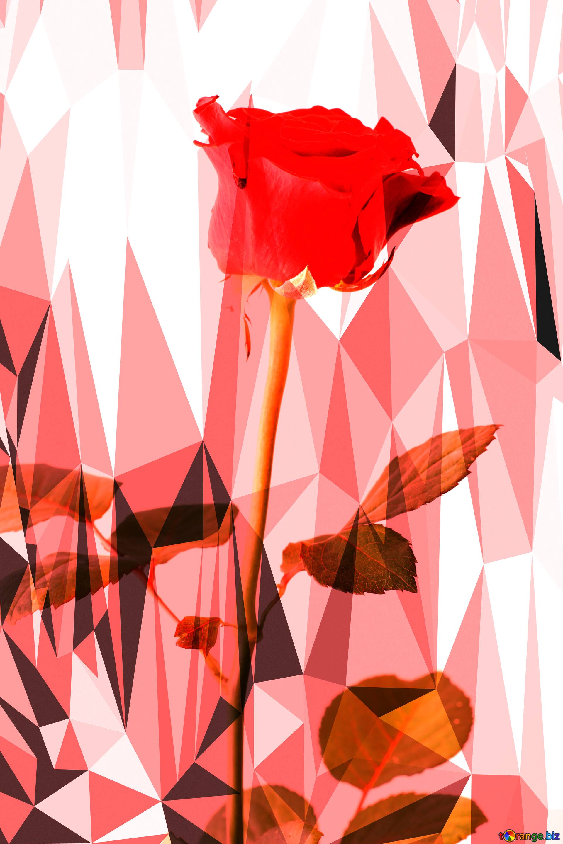 Download free picture Rose background for card polygonal gray on CC-BY