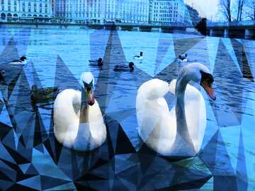 FX №206491 Two white swans have laid down their wings in the form of heart on the background of ducks....