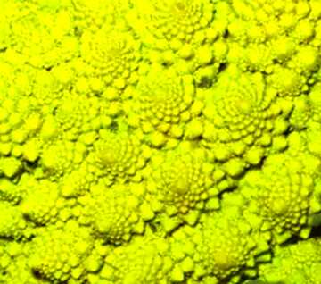 FX №206987 Romanesco cabbage pattern