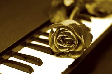 FX №206594 Rose on keys piano style  stained