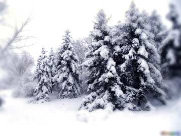 FX №206546 Winter Forest Tree  in the  snow