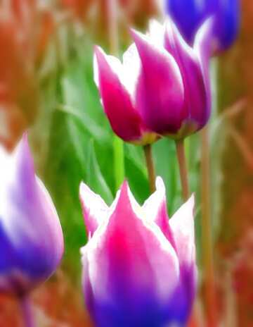 FX №206038 May tulips flowers blur frame