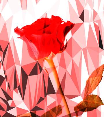FX №206782 Rose flower red  polygonal background for card