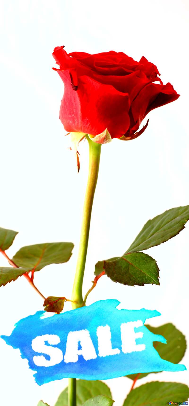 Rose flower  sale background card №17058