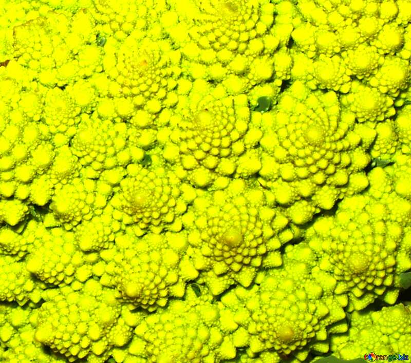 Romanesco cabbage pattern №47295
