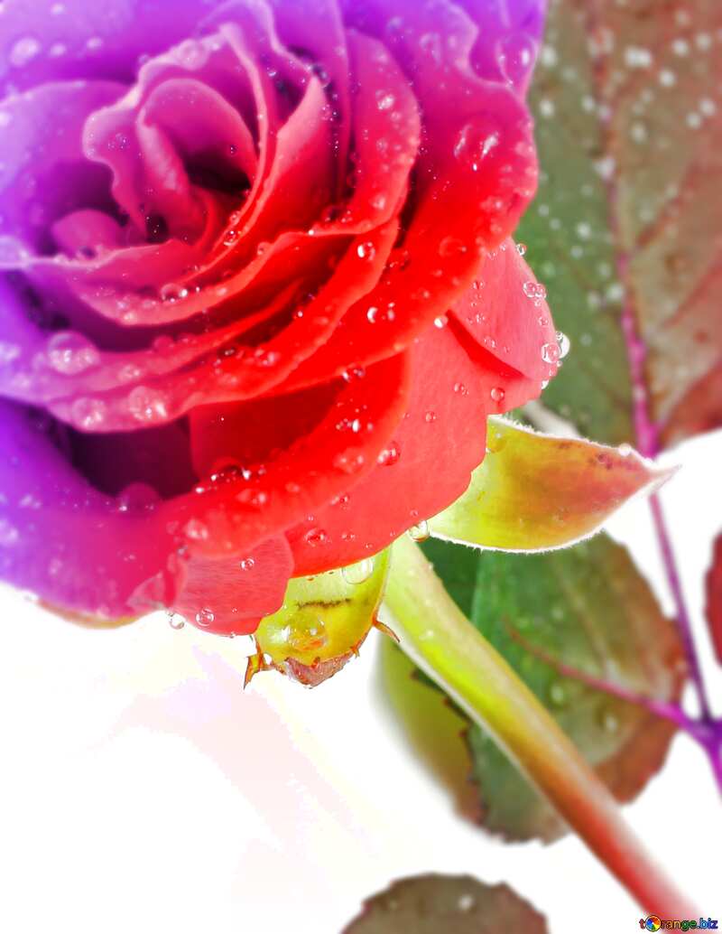Rose flower drops blur frame card №16883