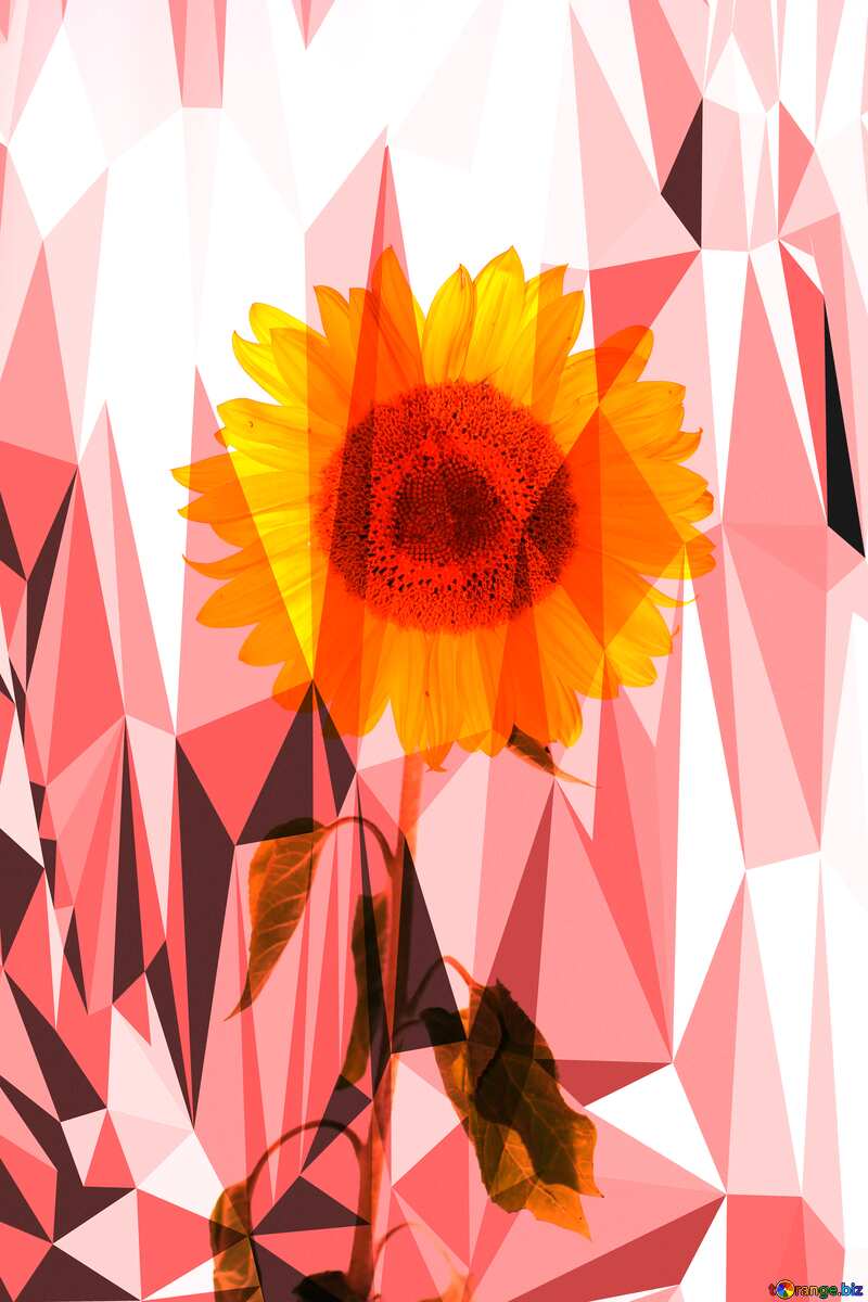 Sunflower on  white background Polygonal triangles gray №32794
