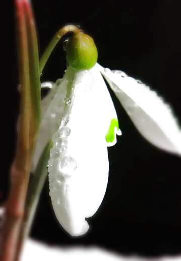 FX №207889 Beautiful white spring  flower blur frame