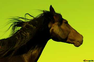 FX №207231 Black Horse portrait